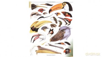 Firefly Encyclopedia of Birds - Christopher Perrins [KSIĄŻKA]
