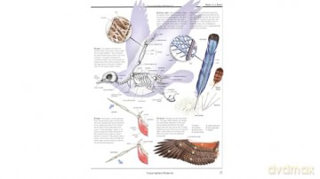 Firefly Encyclopedia of Birds - Christopher Perrins [KSIĄŻKA]