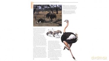 Firefly Encyclopedia of Birds - Christopher Perrins [KSIĄŻKA]