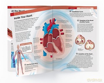 Human Body - Heart And Circulatory System: Knowledge Encyclopedia For Children [KSIĄŻKA]
