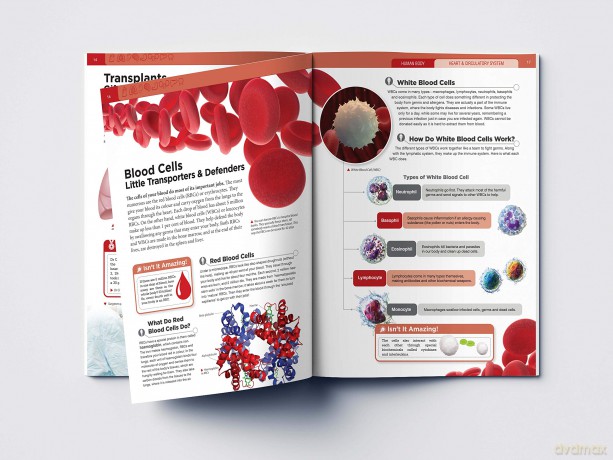 Human Body - Heart And Circulatory System: Knowledge Encyclopedia For Children [KSIĄŻKA]