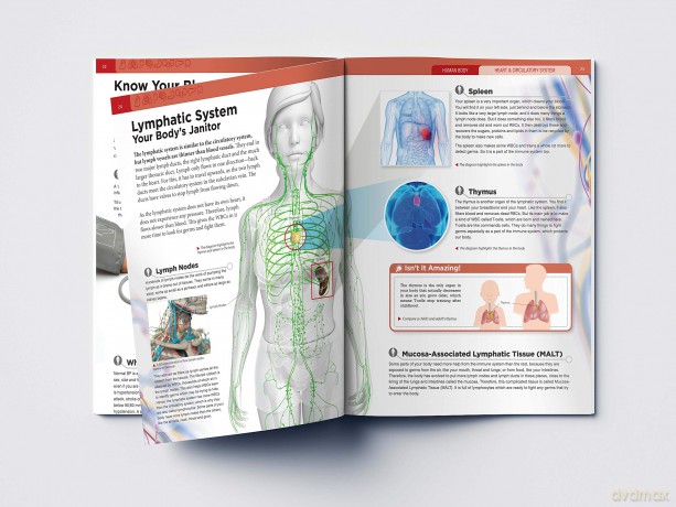 Human Body - Heart And Circulatory System: Knowledge Encyclopedia For Children [KSIĄŻKA]
