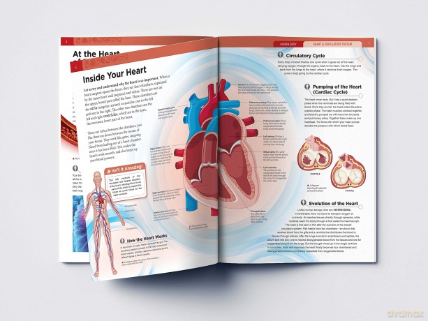 Human Body - Heart And Circulatory System: Knowledge Encyclopedia For Children [KSIĄŻKA]