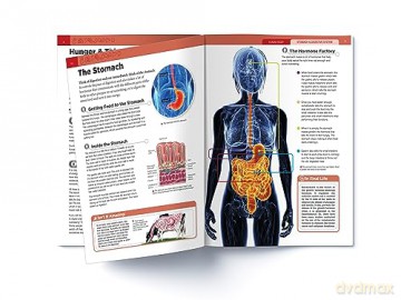 Human Body Box Set: Knowledge Encyclopedia For Children [KSIĄŻKA]