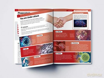 Human Body Box Set: Knowledge Encyclopedia For Children [KSIĄŻKA]