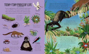 In the Rainforest: Seek, find and celebrate nature's treasures with the Natural History Museum (My Nature Collection) - Cameron Menzies [KSIĄŻKA]
