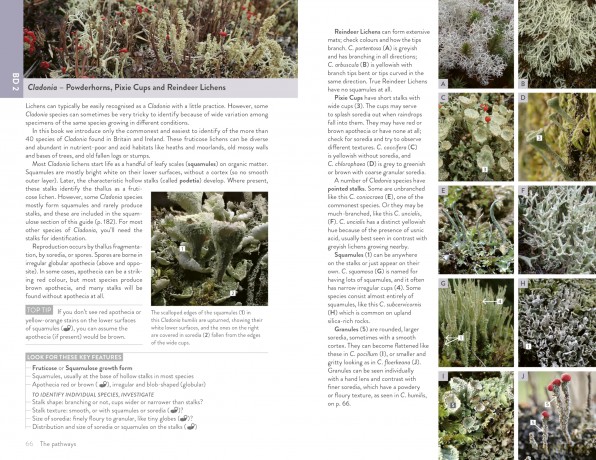 Lichens of Britain and Ireland: An Introductory Guide - Frances Stoakley [KSIĄŻKA]