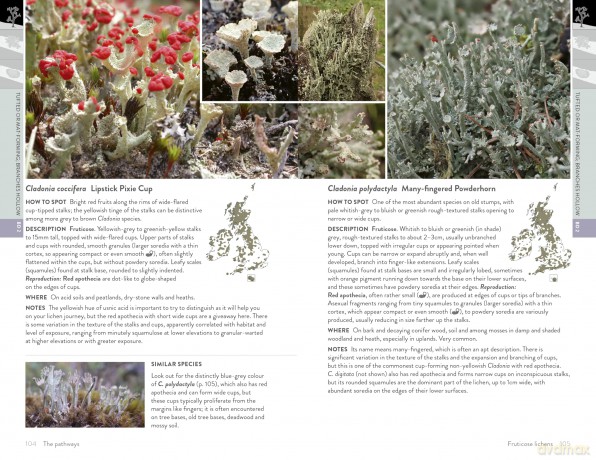Lichens of Britain and Ireland: An Introductory Guide - Frances Stoakley [KSIĄŻKA]