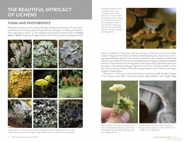 Lichens of Britain and Ireland: An Introductory Guide - Frances Stoakley [KSIĄŻKA]