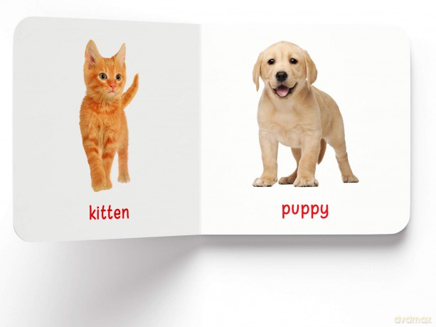 My First Book Of Baby Animals: First Board Book [KSIĄŻKA]