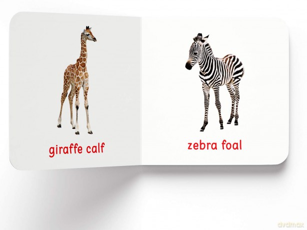 My First Book Of Baby Animals: First Board Book [KSIĄŻKA]