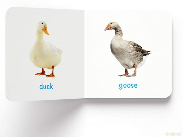 My First Book Of Farm Animals: First Board Book [KSIĄŻKA]