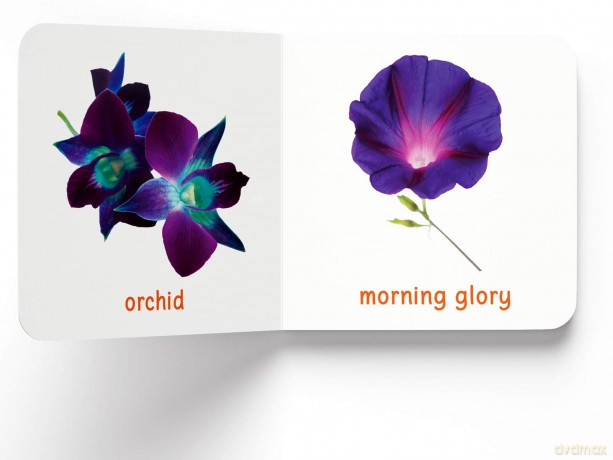 My First Book of Flowers: First Board Book [KSIĄŻKA]