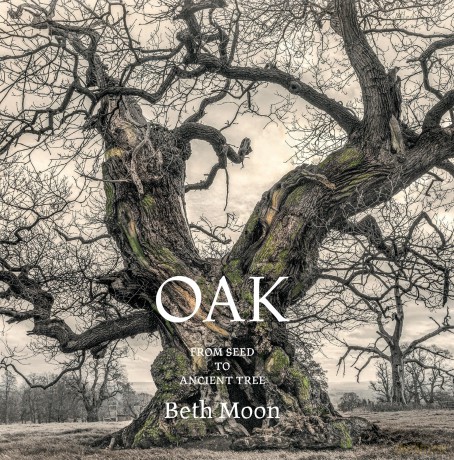 Oak: From Seed to Ancient Tree - Beth Moon [KSIĄŻKA]