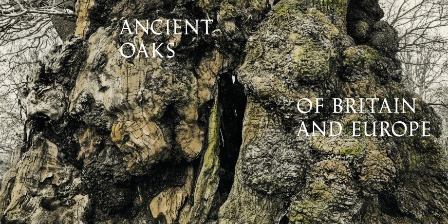 Oak: From Seed to Ancient Tree - Beth Moon [KSIĄŻKA]
