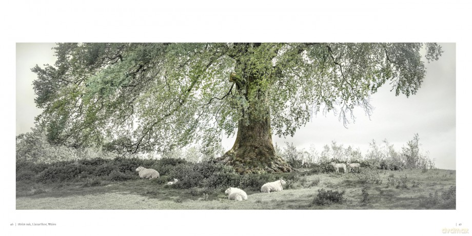 Oak: From Seed to Ancient Tree - Beth Moon [KSIĄŻKA]