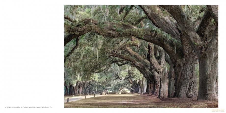 Oak: From Seed to Ancient Tree - Beth Moon [KSIĄŻKA]