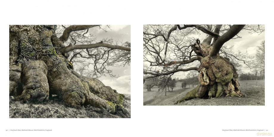 Oak: From Seed to Ancient Tree - Beth Moon [KSIĄŻKA]