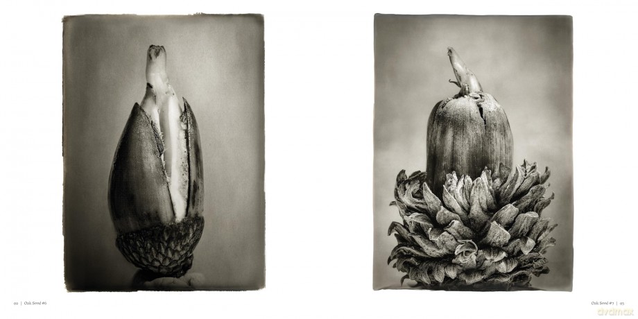 Oak: From Seed to Ancient Tree - Beth Moon [KSIĄŻKA]