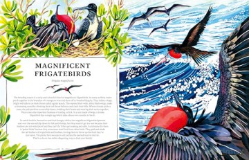 Oceanopedia: an Encyclopedia of Marine Creatures - Helen Scales [KSIĄŻKA]