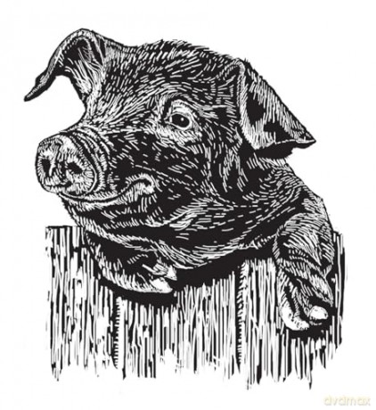 One Man and His Hog: The Story of a Pig Called Alice - Paul Heiney [KSIĄŻKA]