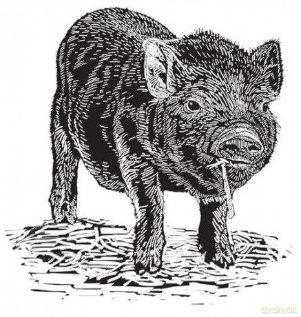 One Man and His Hog: The Story of a Pig Called Alice - Paul Heiney [KSIĄŻKA]