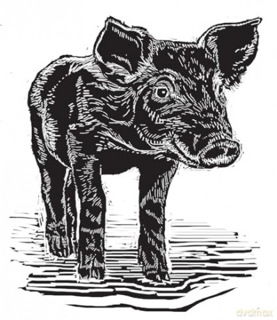 One Man and His Hog: The Story of a Pig Called Alice - Paul Heiney [KSIĄŻKA]