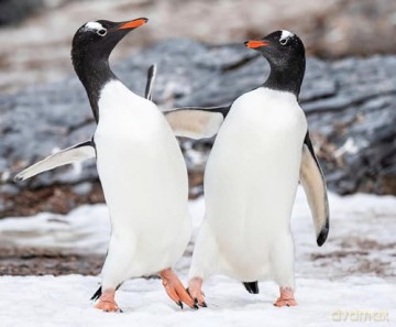 Penguin Palooza: A Fun, Photo-filled Picture Book Celebration of All Things Penguin! - Paige Towler [KSIĄŻKA]