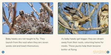 Phonic Books Lift Off Readers Vowel Teams, Diphthongs, and Silent Letters - Phonic Books [KSIĄŻKA]
