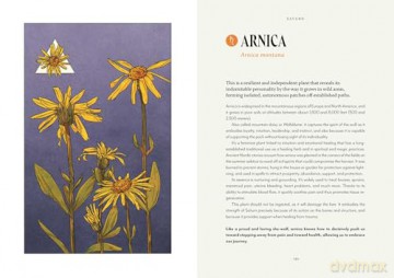 Plant Magic: The Magic Connections of Plants with the Universe - Anastasia Mostacci [KSIĄŻKA]