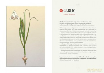 Plant Magic: The Magic Connections of Plants with the Universe - Anastasia Mostacci [KSIĄŻKA]