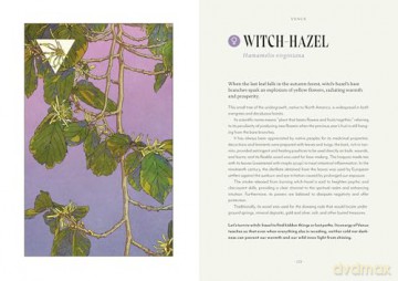 Plant Magic: The Magic Connections of Plants with the Universe - Anastasia Mostacci [KSIĄŻKA]