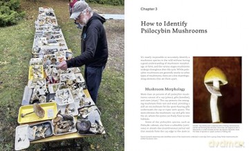 Psilocybin Mushrooms in Their Natural Habitats: A Guide to the History, Identification, and Use of Psychoactive Fungi - Paul Stamets [KSIĄŻKA]