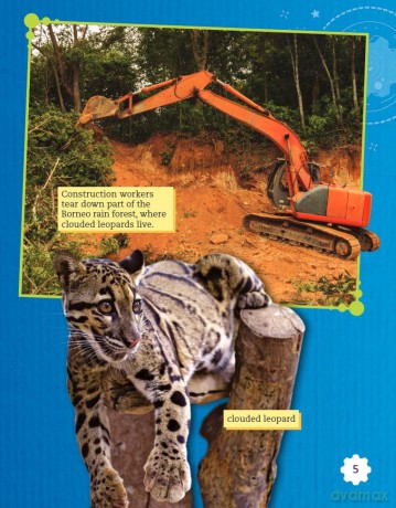Raising Clouded Leopards (Smithsonian: Informational Text) - Lisa Steele MacDonald [KSIĄŻKA]