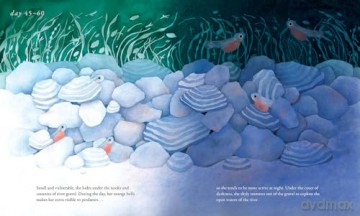 Salmon Run: An epic journey to the ocean and back - Annie Chen [KSIĄŻKA]