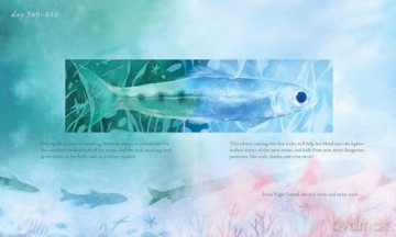 Salmon Run: An epic journey to the ocean and back - Annie Chen [KSIĄŻKA]