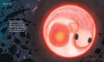 Salmon Run: An epic journey to the ocean and back - Annie Chen [KSIĄŻKA]