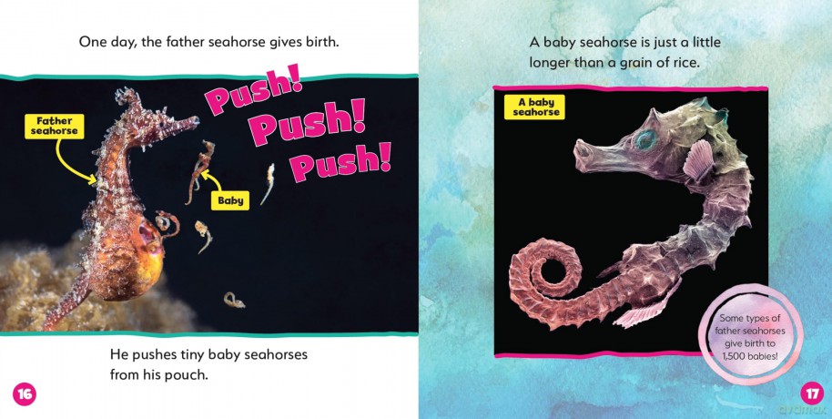 Seahorses - World's Best Animal Dads - Ruth Owen [KSIĄŻKA]