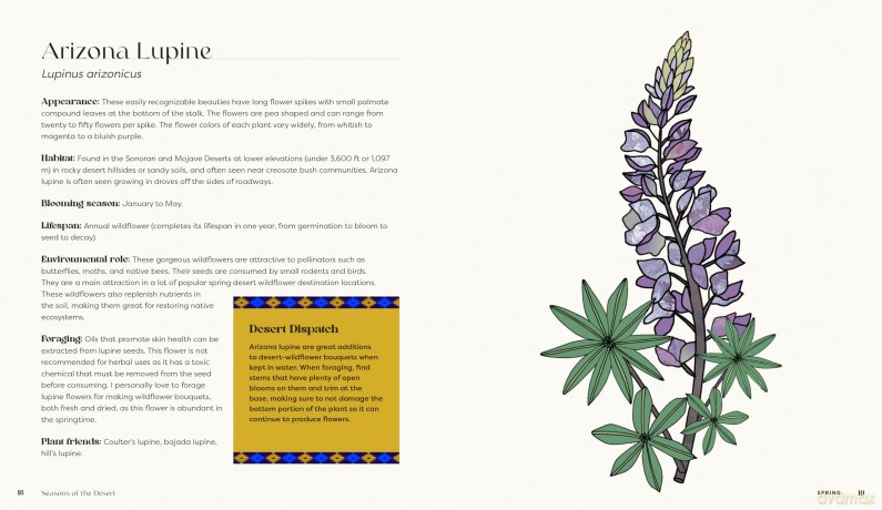 Seasons of the Desert: The Wellness Wisdom of Southwestern Native Plants - Sonoran Rosie [KSIĄŻKA]
