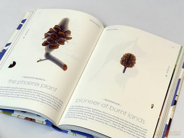 Seeds: Nature's Intrepid Miracles - Cruschiform [KSIĄŻKA]