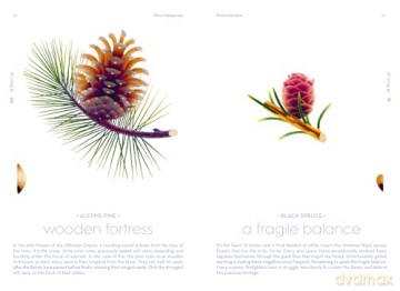 Seeds: Nature's Intrepid Miracles - Cruschiform [KSIĄŻKA]