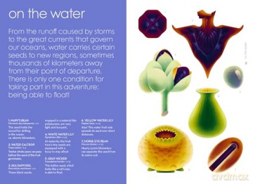 Seeds: Nature's Intrepid Miracles - Cruschiform [KSIĄŻKA]