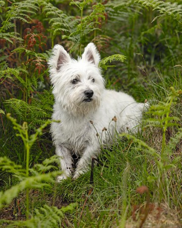 Tails of Scotland: The Story of Scottish Dogs - Peter MacQueen [KSIĄŻKA]