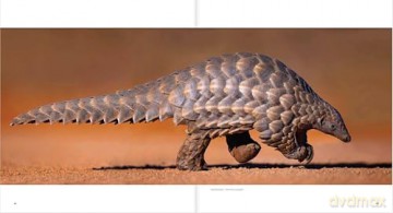 Ten Years of Remembering Wildlife: 10 - Margot Raggett [KSIĄŻKA]