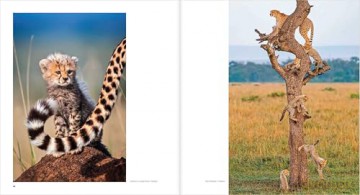 Ten Years of Remembering Wildlife: 10 - Margot Raggett [KSIĄŻKA]