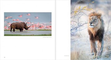 Ten Years of Remembering Wildlife: 10 - Margot Raggett [KSIĄŻKA]