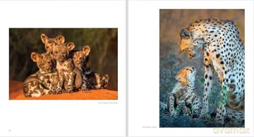Ten Years of Remembering Wildlife: 10 - Margot Raggett [KSIĄŻKA]