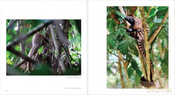 Ten Years of Remembering Wildlife: 10 - Margot Raggett [KSIĄŻKA]