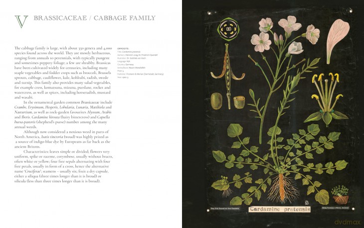 The Art of Botanical Painting: Iconic botanical wall charts from the golden age of scientific discovery - Anna Laurent [KSIĄŻKA]