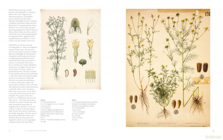 The Art of Botanical Painting: Iconic botanical wall charts from the golden age of scientific discovery - Anna Laurent [KSIĄŻKA]